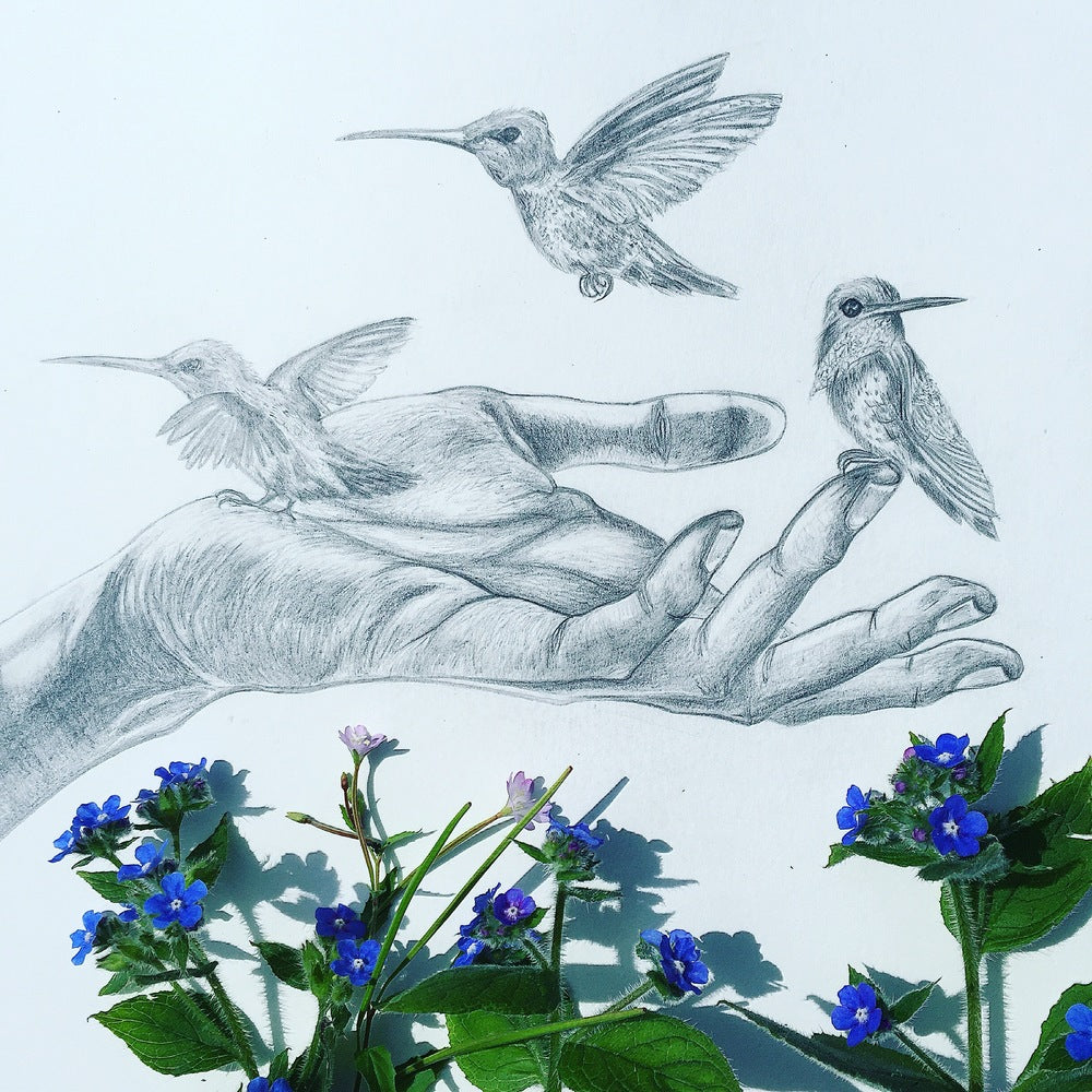 Pencil Study | Composition Ideas | Hummingbird Drawing