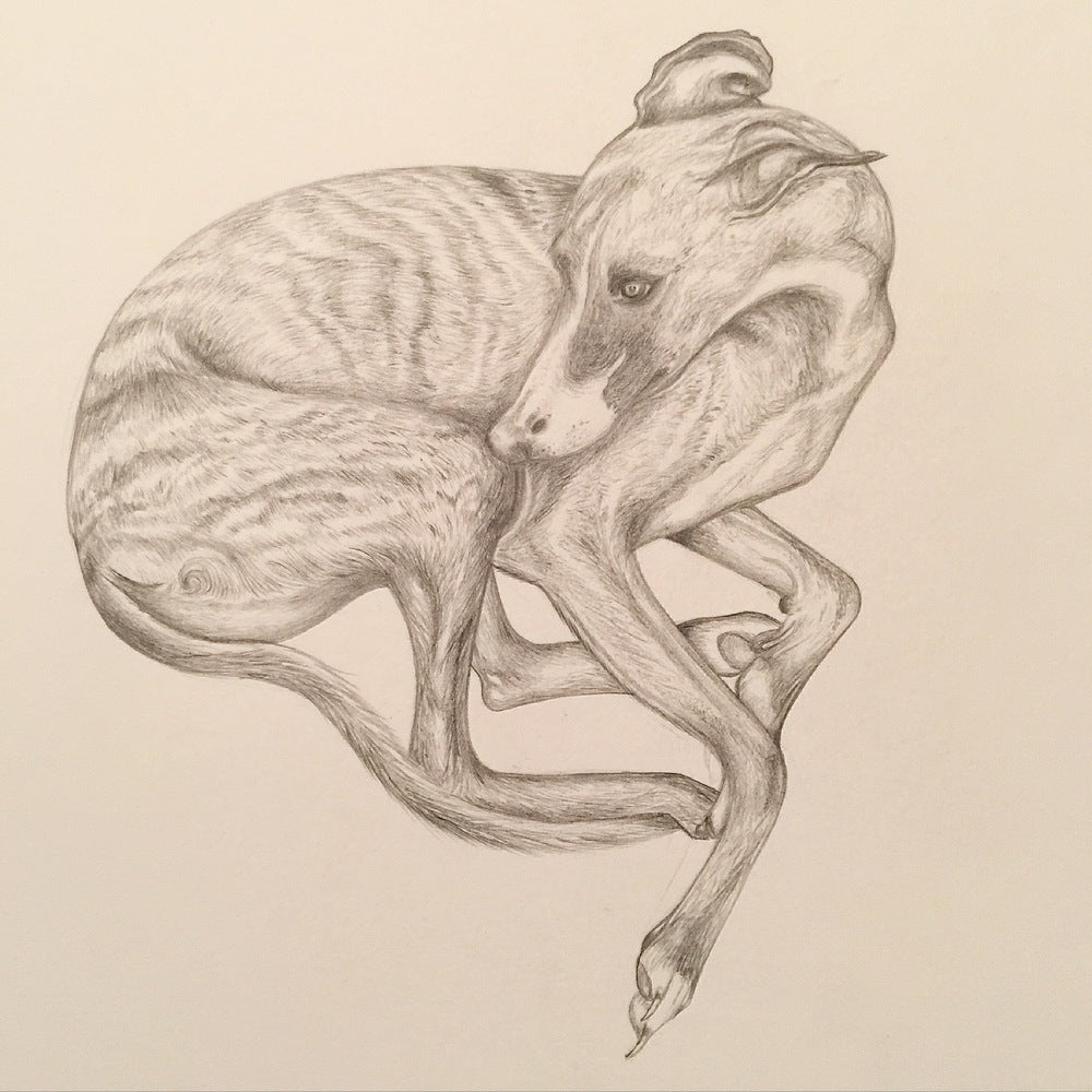 Whippet Drawing | Dog Art | Lucian Freud