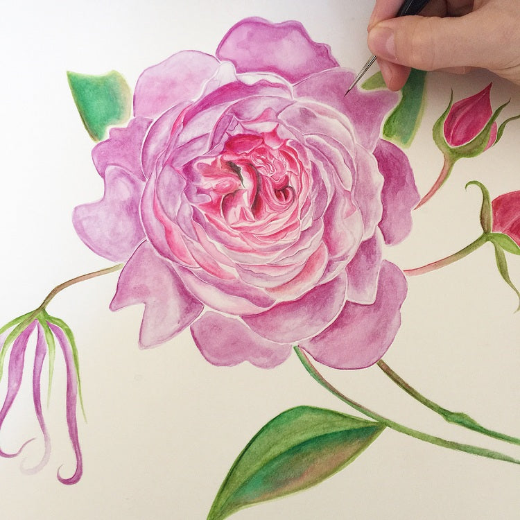 Wisley English Rose | Watercolour Rose | Botanical Art