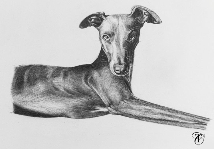 Photorealistic Whippet | Art Commissions | Dog Art